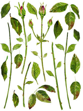 Load image into Gallery viewer, IOD Painterly Florals Decor Transfer - Iron Orchid Designs