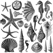 Load image into Gallery viewer, IOD Seashore Decor Stamp - Iron Orchid Designs