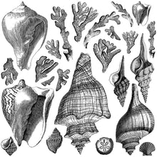 Load image into Gallery viewer, IOD Seashore Decor Stamp - Iron Orchid Designs